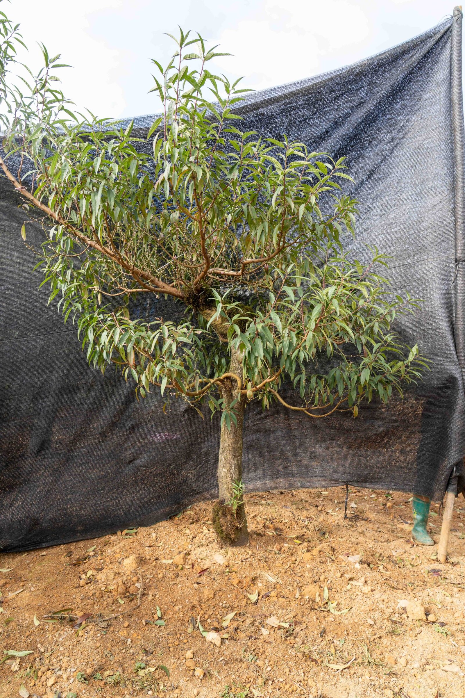 Đào tết Mộc Châu mã số 30