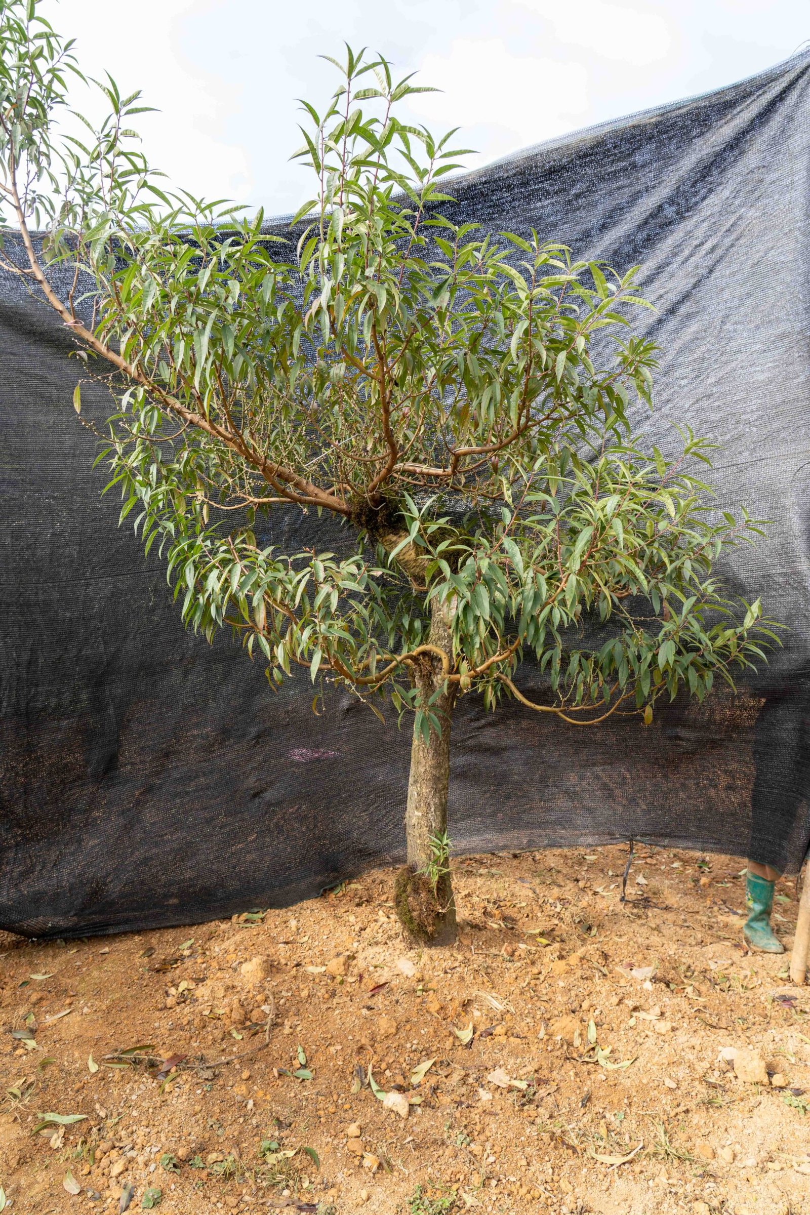 Đào tết Mộc Châu mã số 30 - Image 4