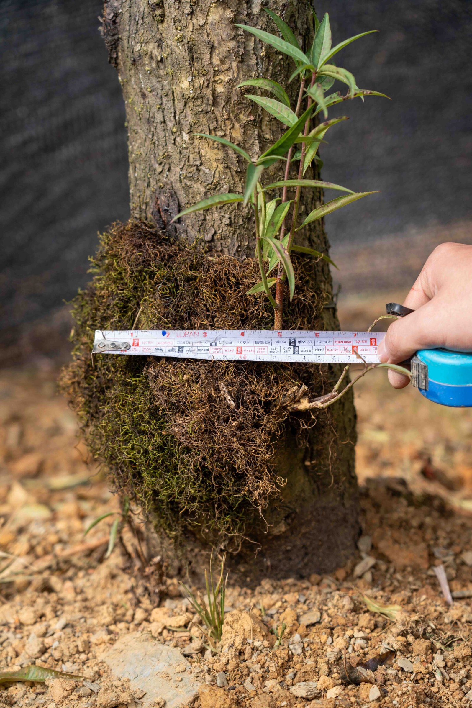 Đào tết Mộc Châu mã số 30 - Image 10