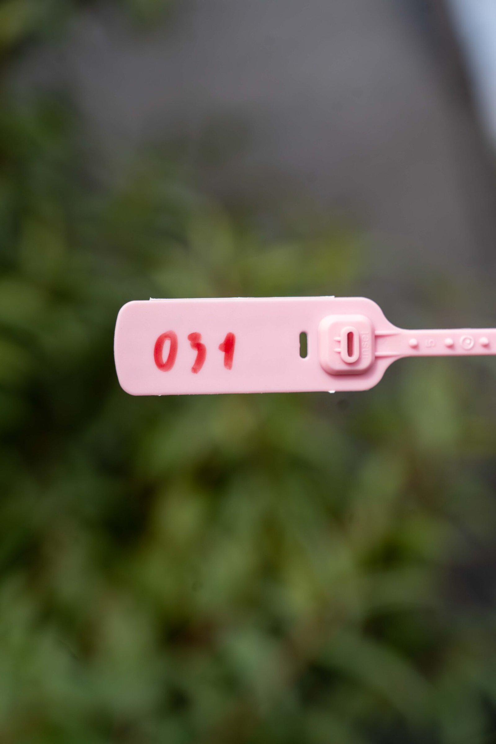 Đào tết Mộc Châu mã số 31 - Image 2