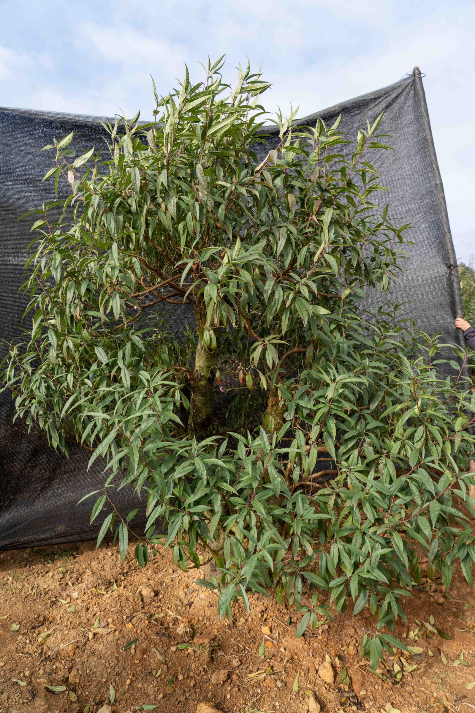 Đào tết Mộc Châu mã số 31 - Image 3