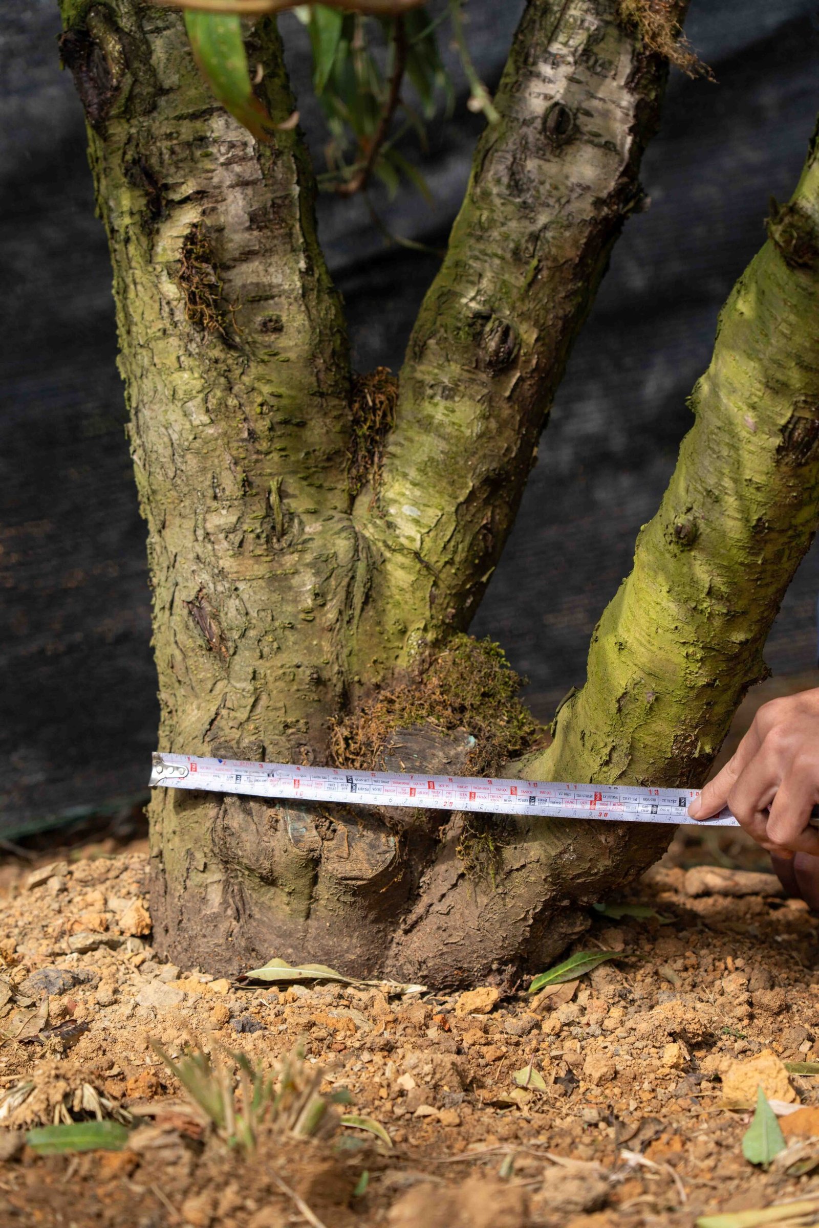 Đào tết Mộc Châu mã số 31 - Image 5