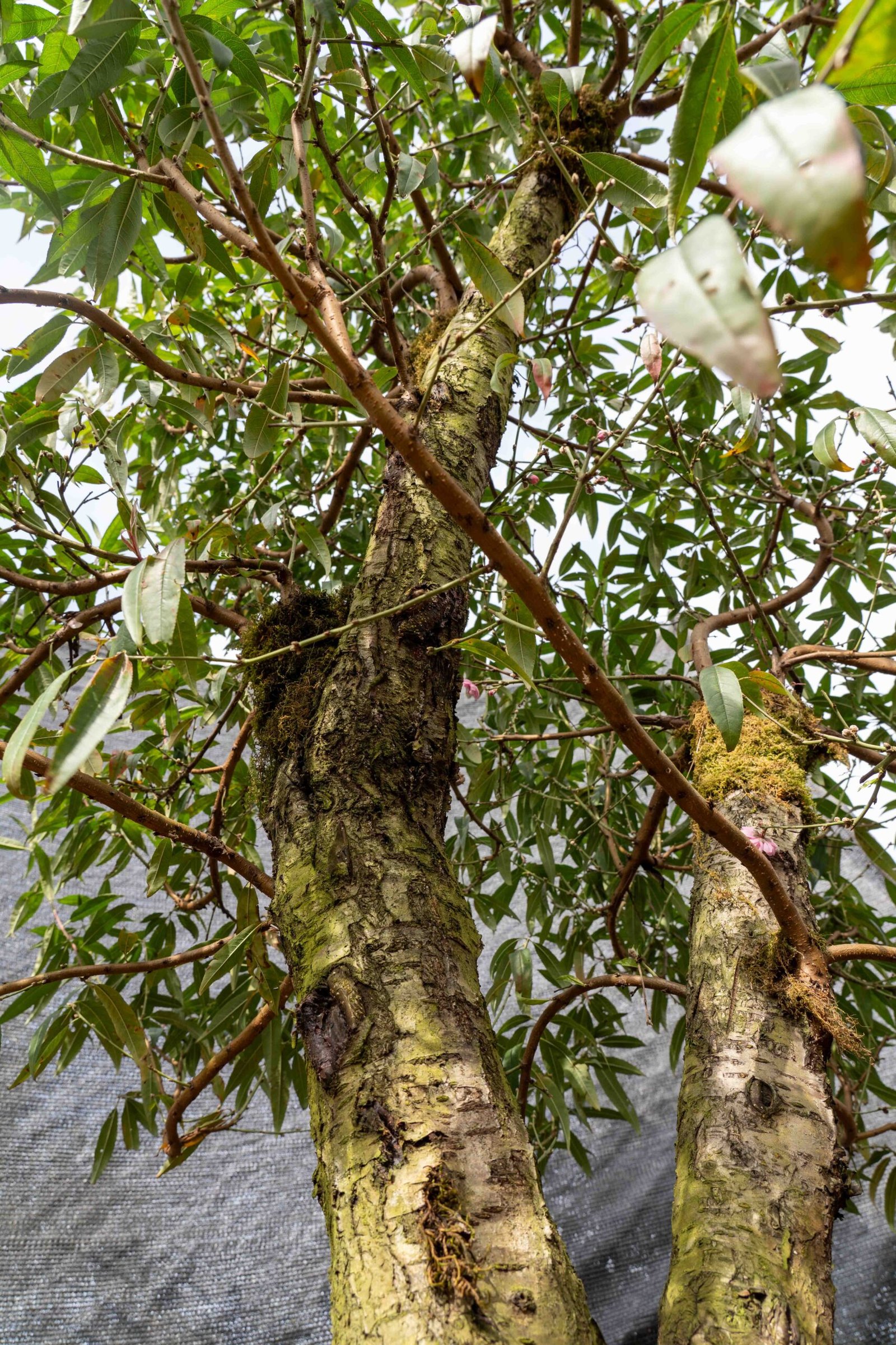 Đào tết Mộc Châu mã số 31 - Image 7