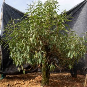 Đào tết Mộc Châu mã số 32