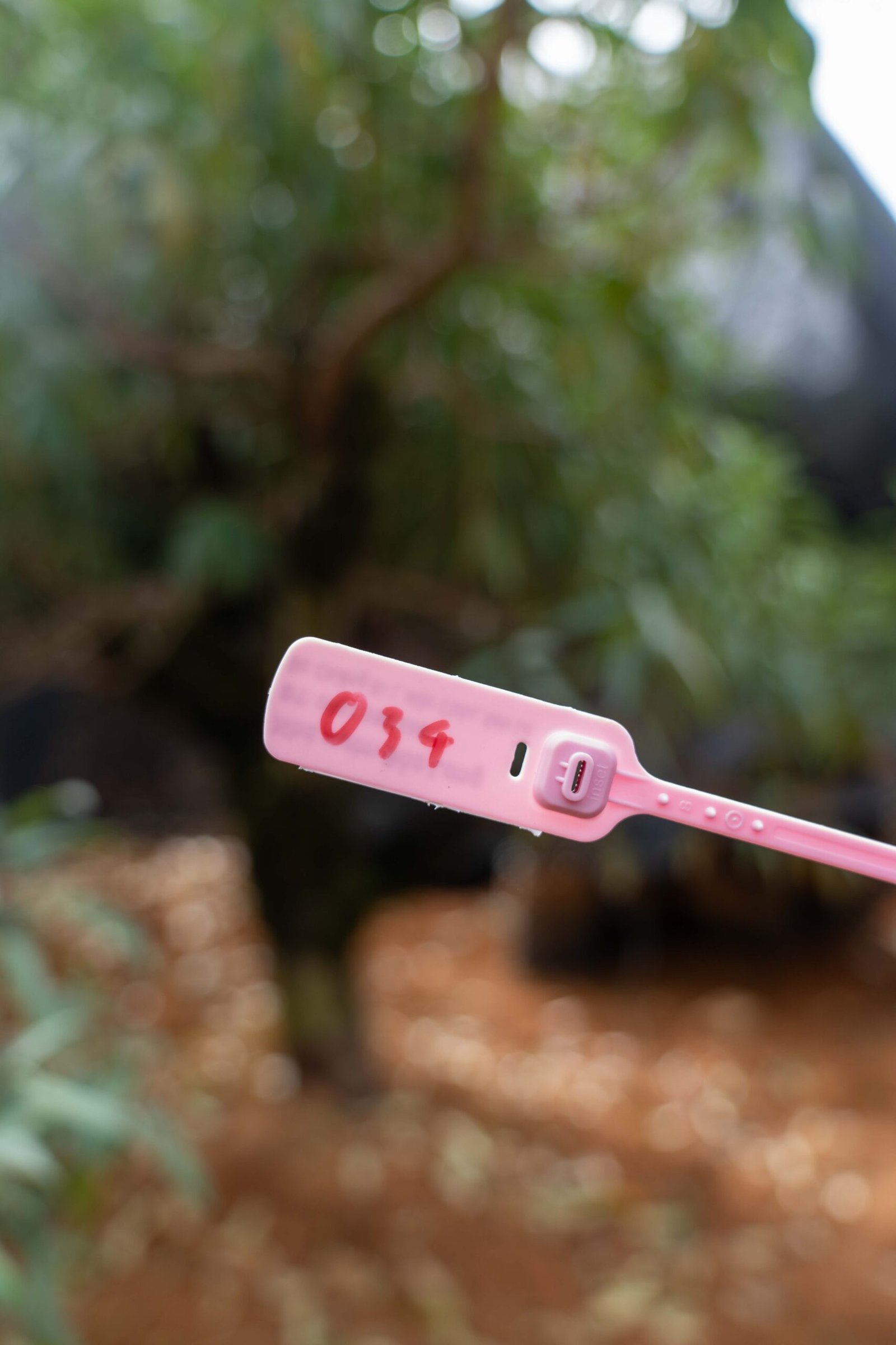 Đào tết Mộc Châu mã số 34 - Image 2