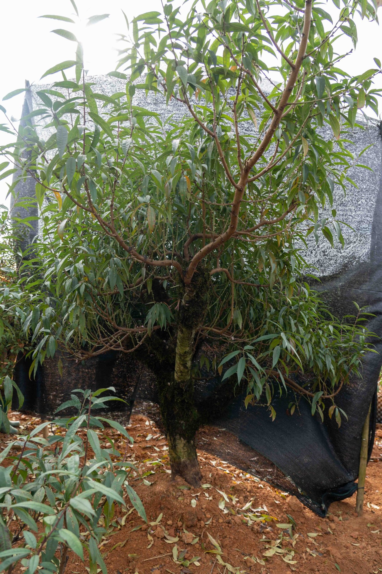 Đào tết Mộc Châu mã số 34 - Image 3