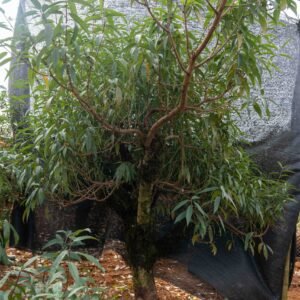 Đào tết Mộc Châu mã số 33