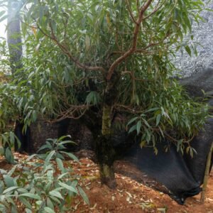 Đào tết Mộc Châu mã số 34