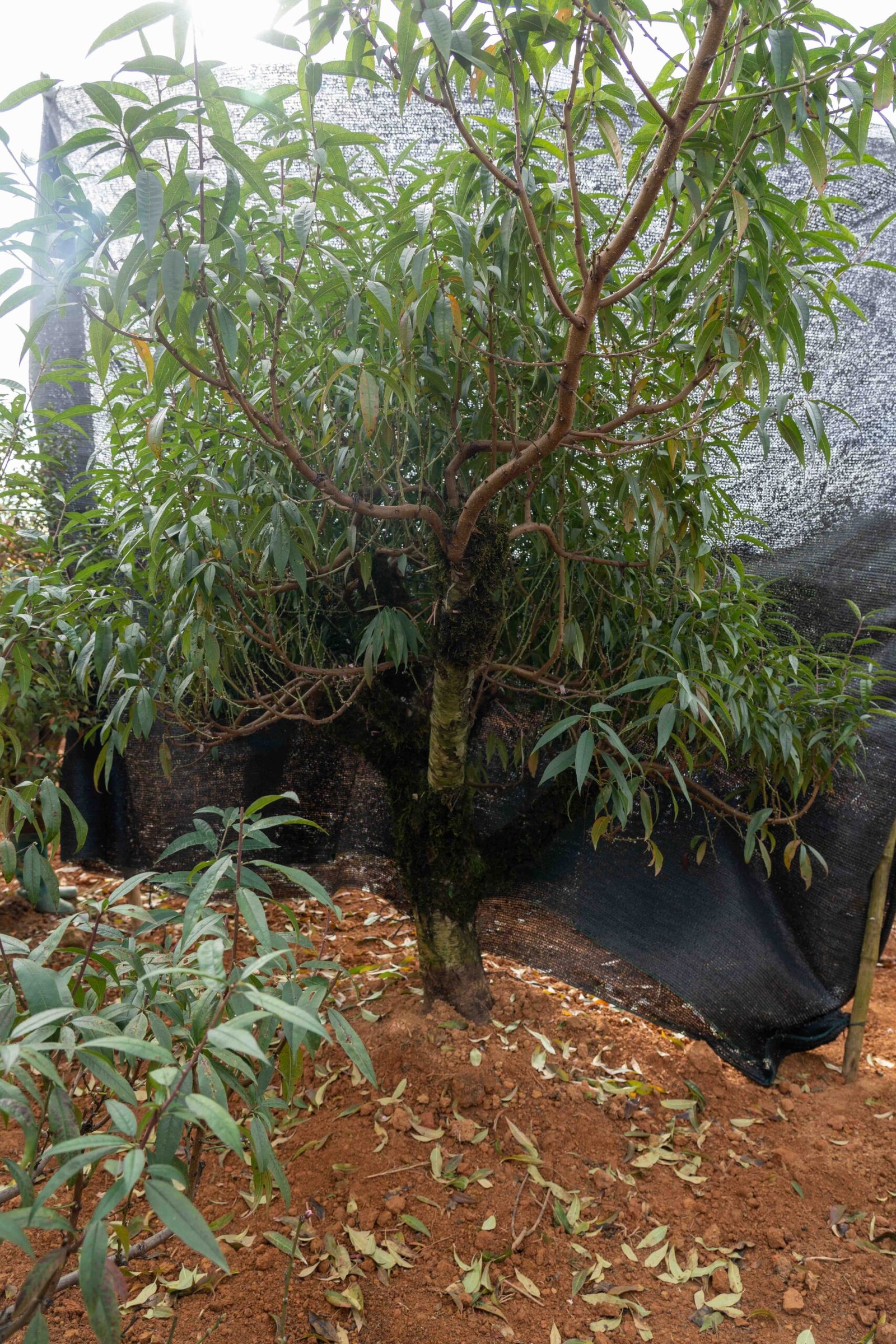 Đào tết Mộc Châu mã số 34