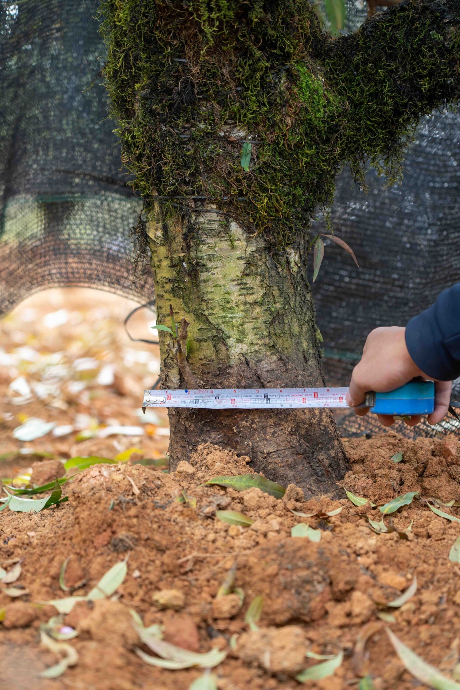 Đào tết Mộc Châu mã số 34 - Image 7