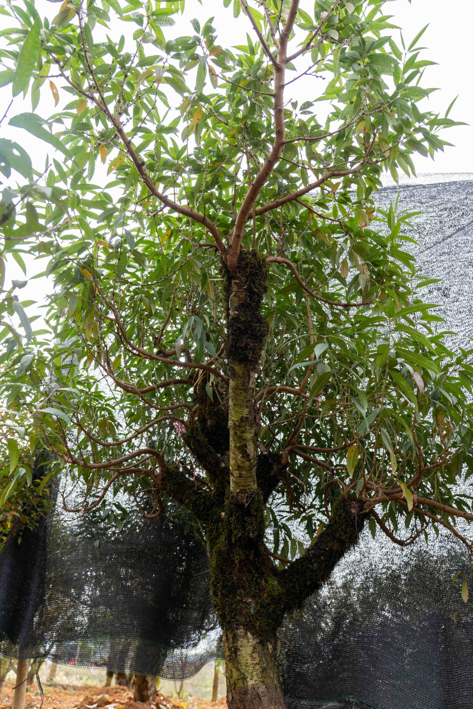 Đào tết Mộc Châu mã số 34 - Image 9