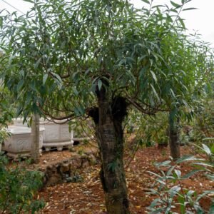 Đào tết Mộc Châu mã số 35