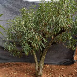 Đào tết Mộc Châu mã số 36