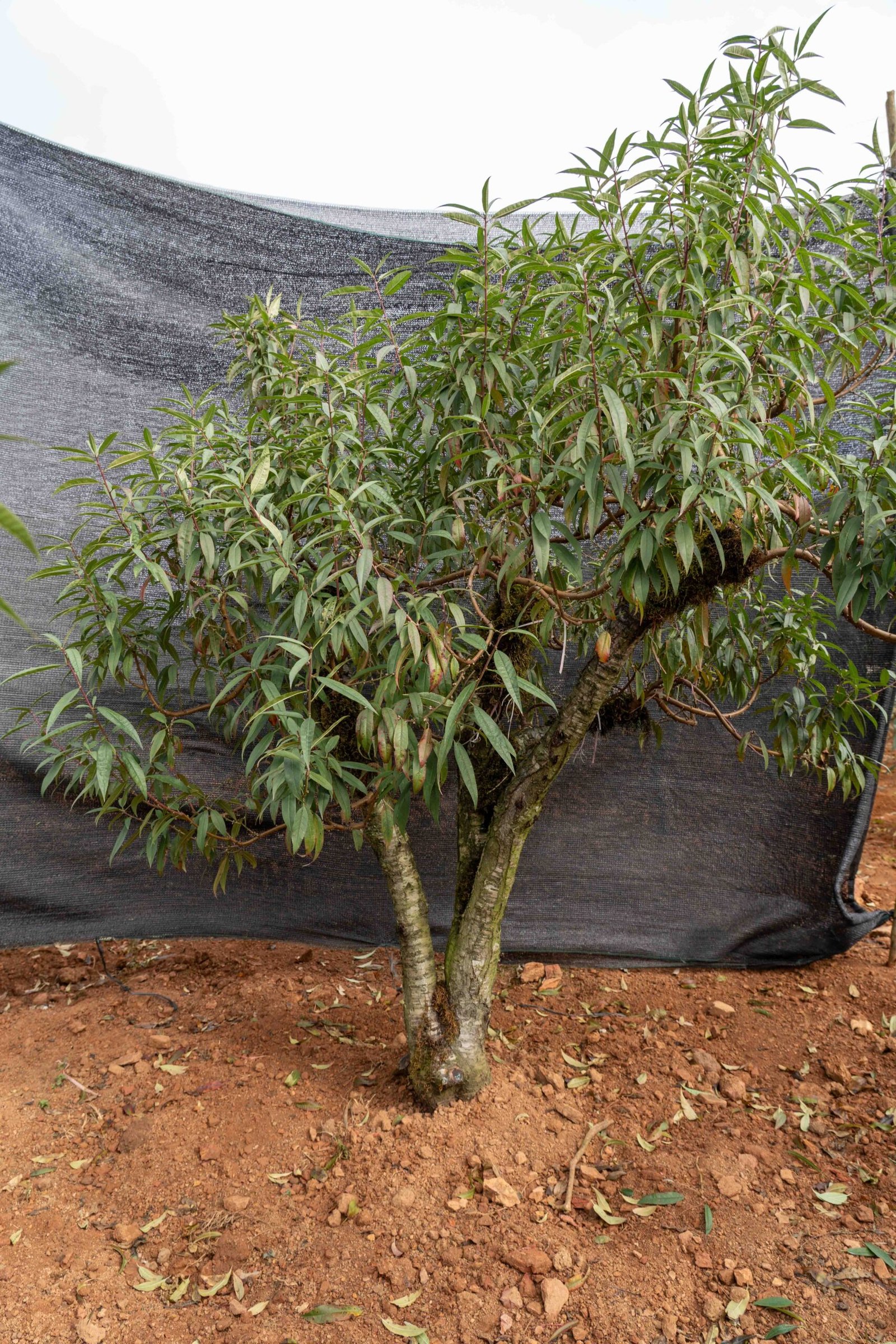 Đào tết Mộc Châu mã số 36 - Image 5