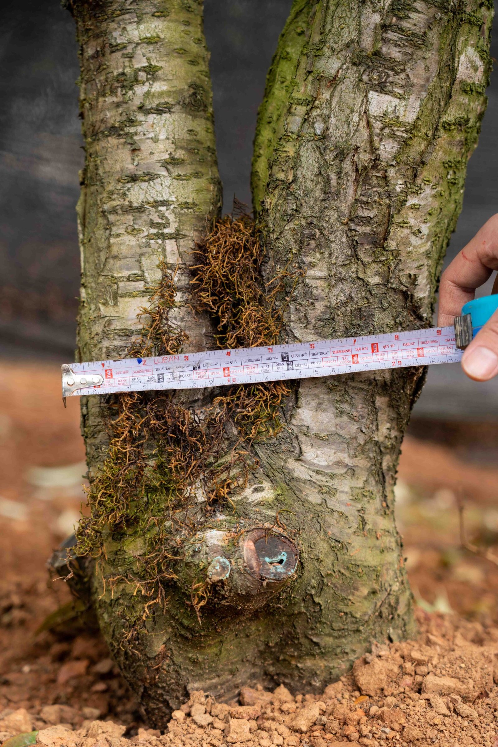 Đào tết Mộc Châu mã số 36 - Image 6