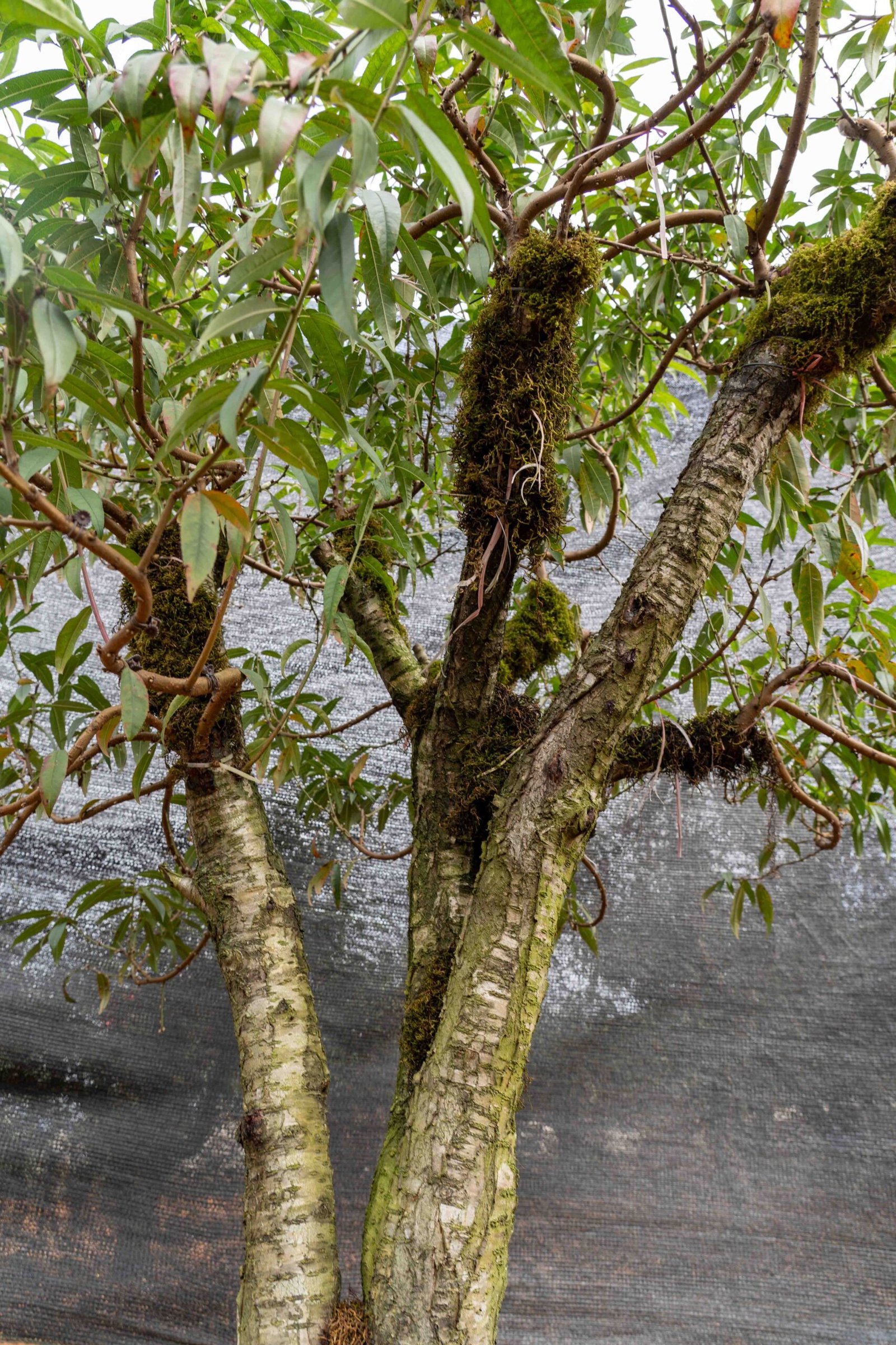 Đào tết Mộc Châu mã số 36 - Image 7