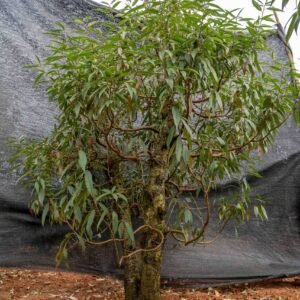 Đào tết Mộc Châu mã số 37