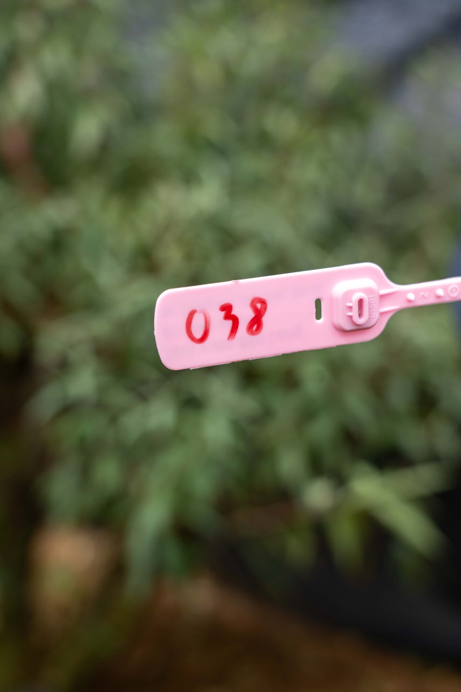 Đào tết Mộc Châu mã số 38 - Image 2