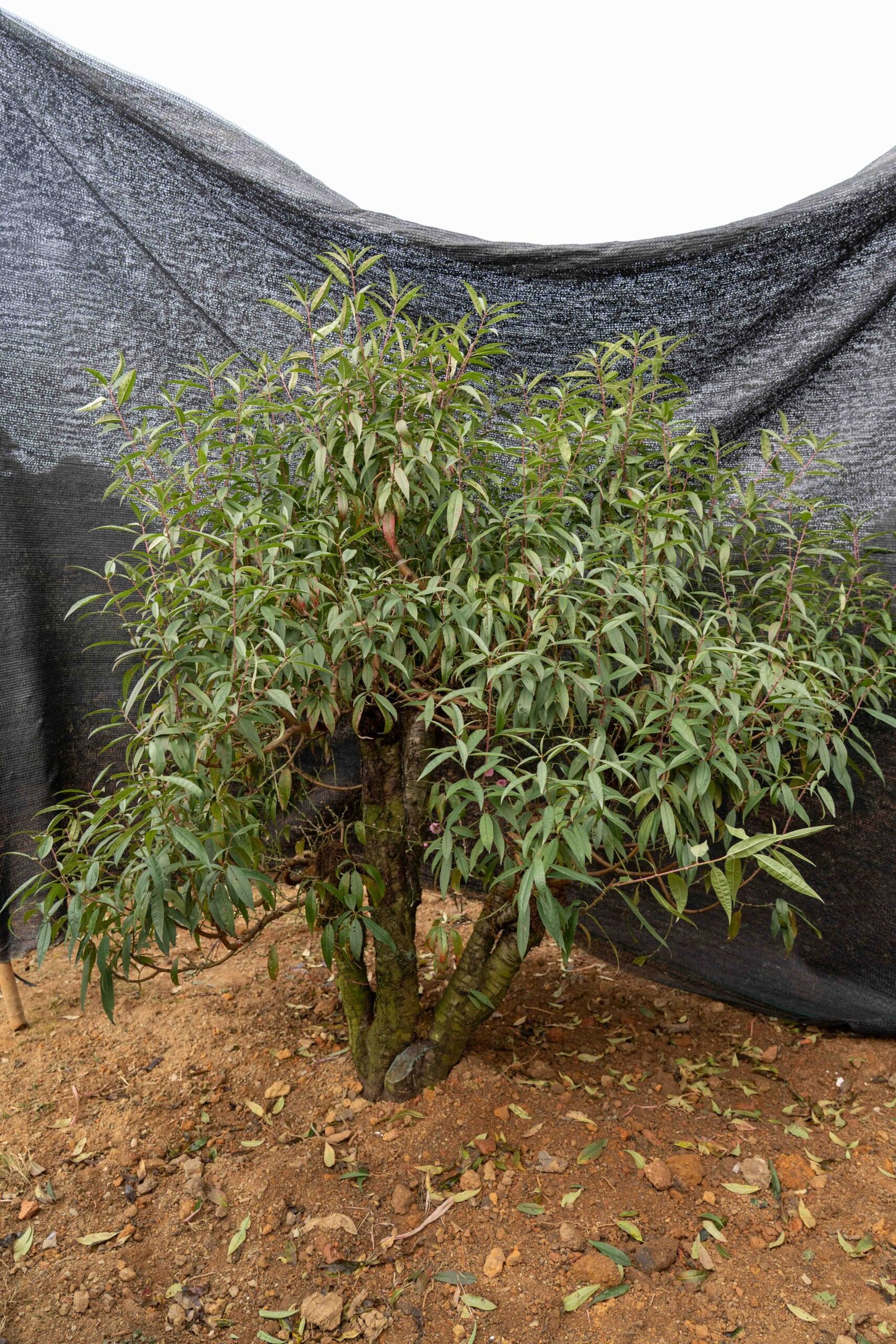 Đào tết Mộc Châu mã số 38 - Image 3