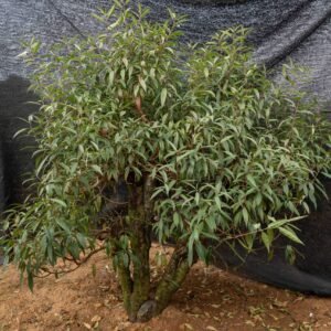 Đào tết Mộc Châu mã số 38