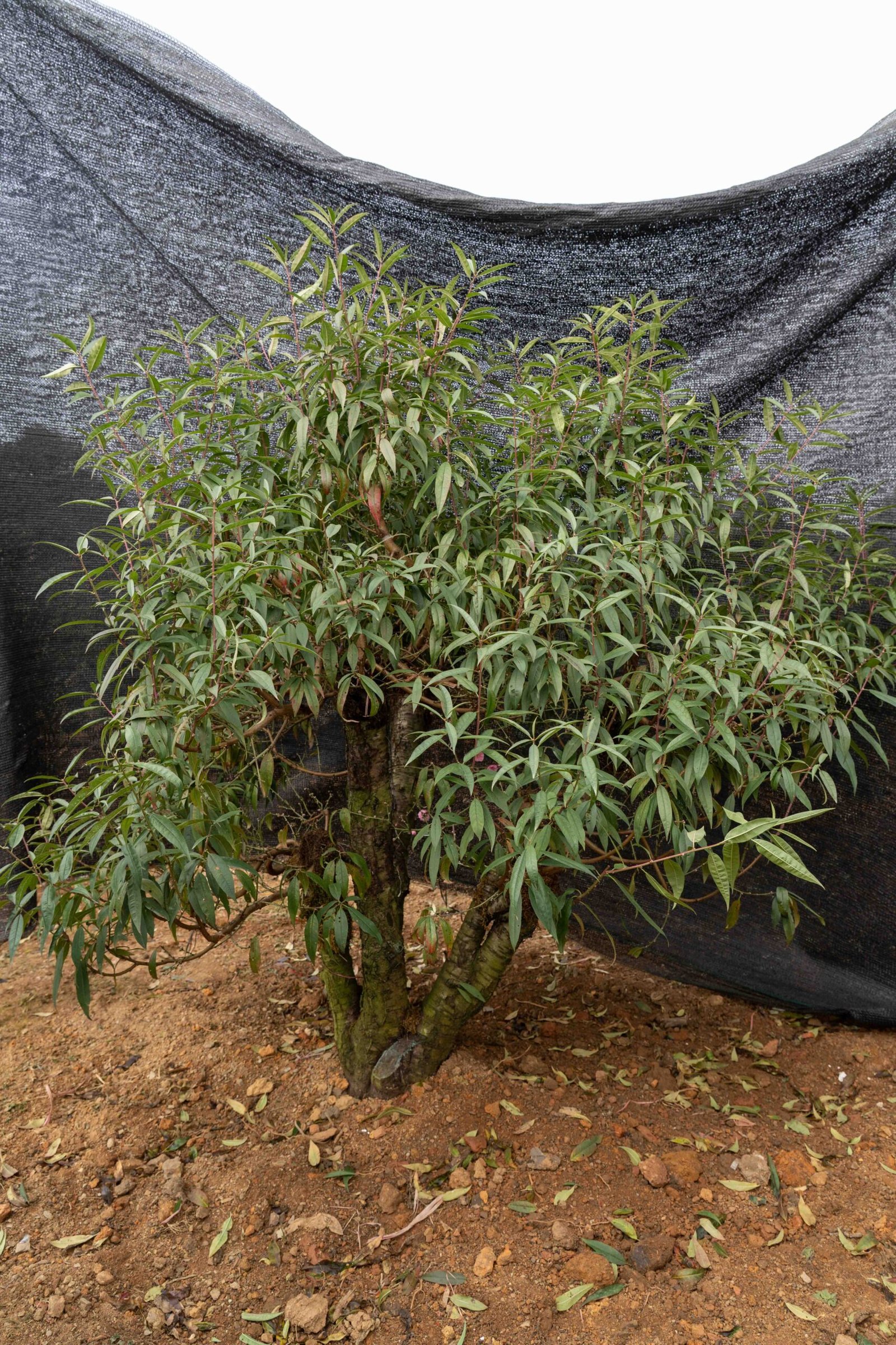 Đào tết Mộc Châu mã số 38