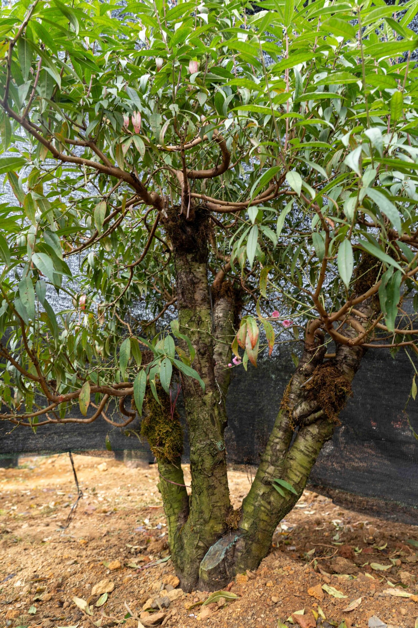 Đào tết Mộc Châu mã số 38 - Image 5