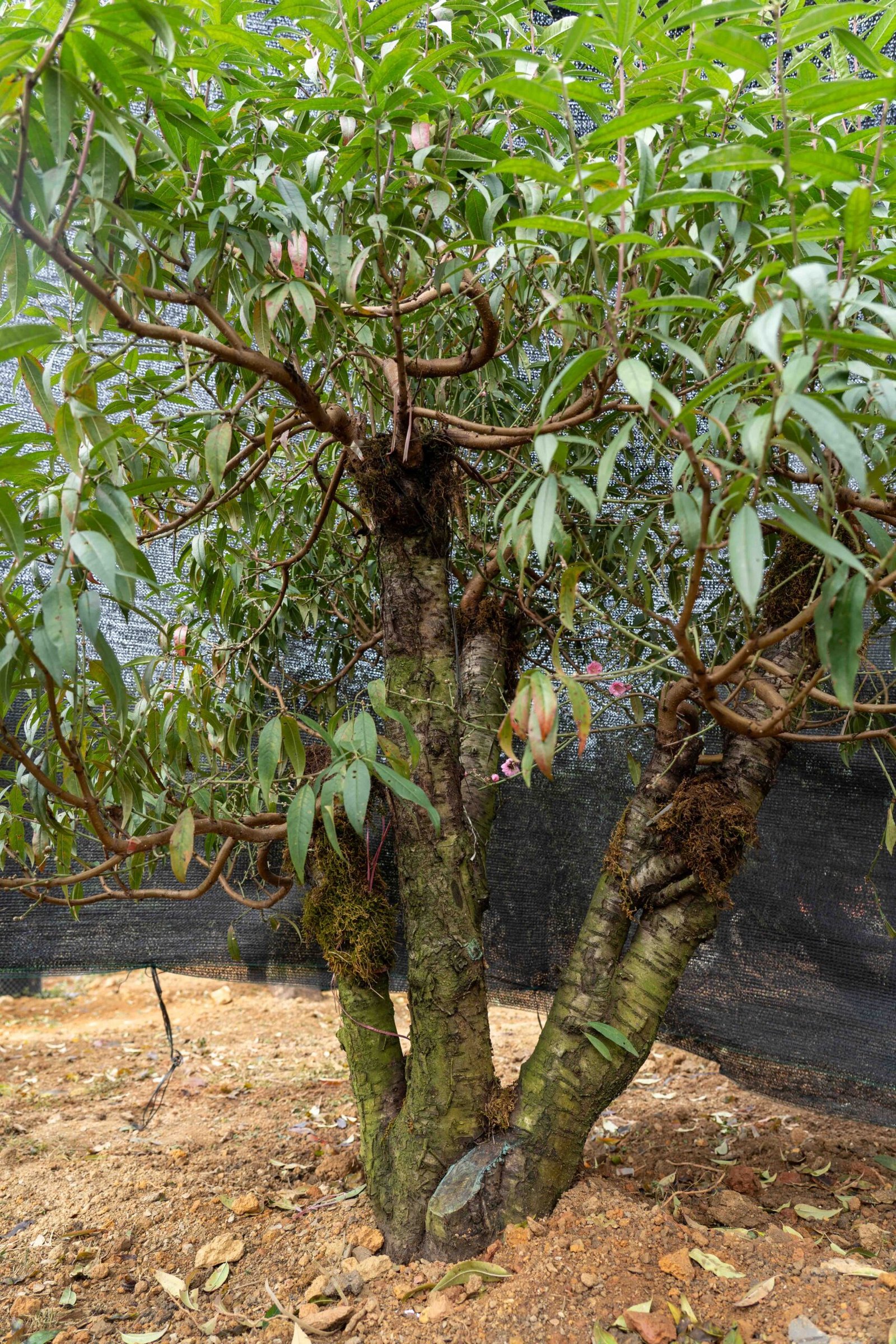 Đào tết Mộc Châu mã số 38 - Image 6