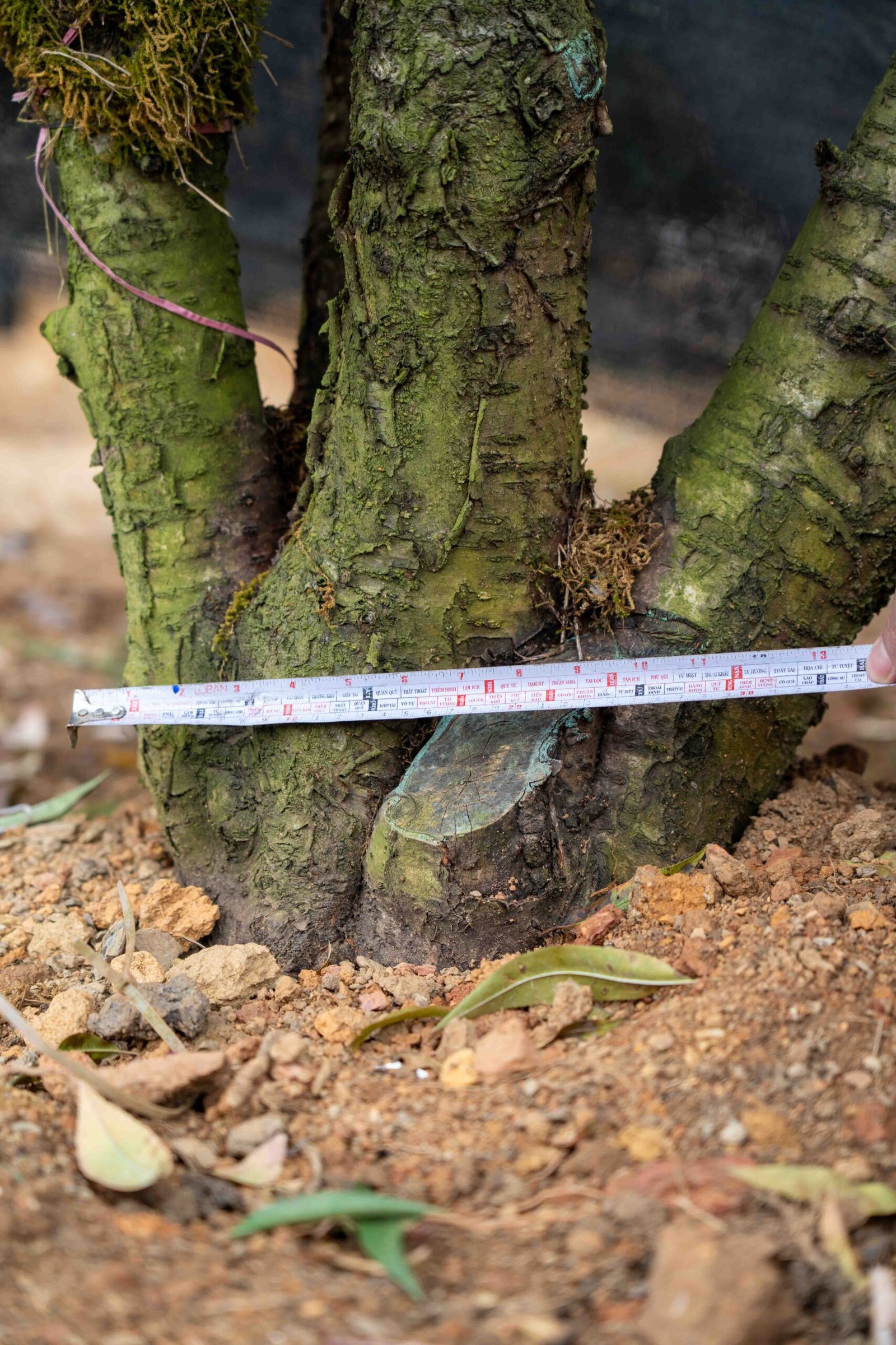 Đào tết Mộc Châu mã số 38 - Image 9