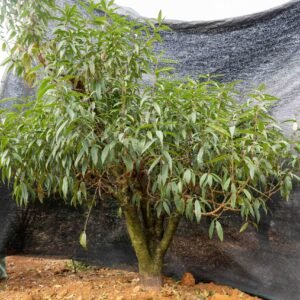 Đào tết Mộc Châu mã số 41