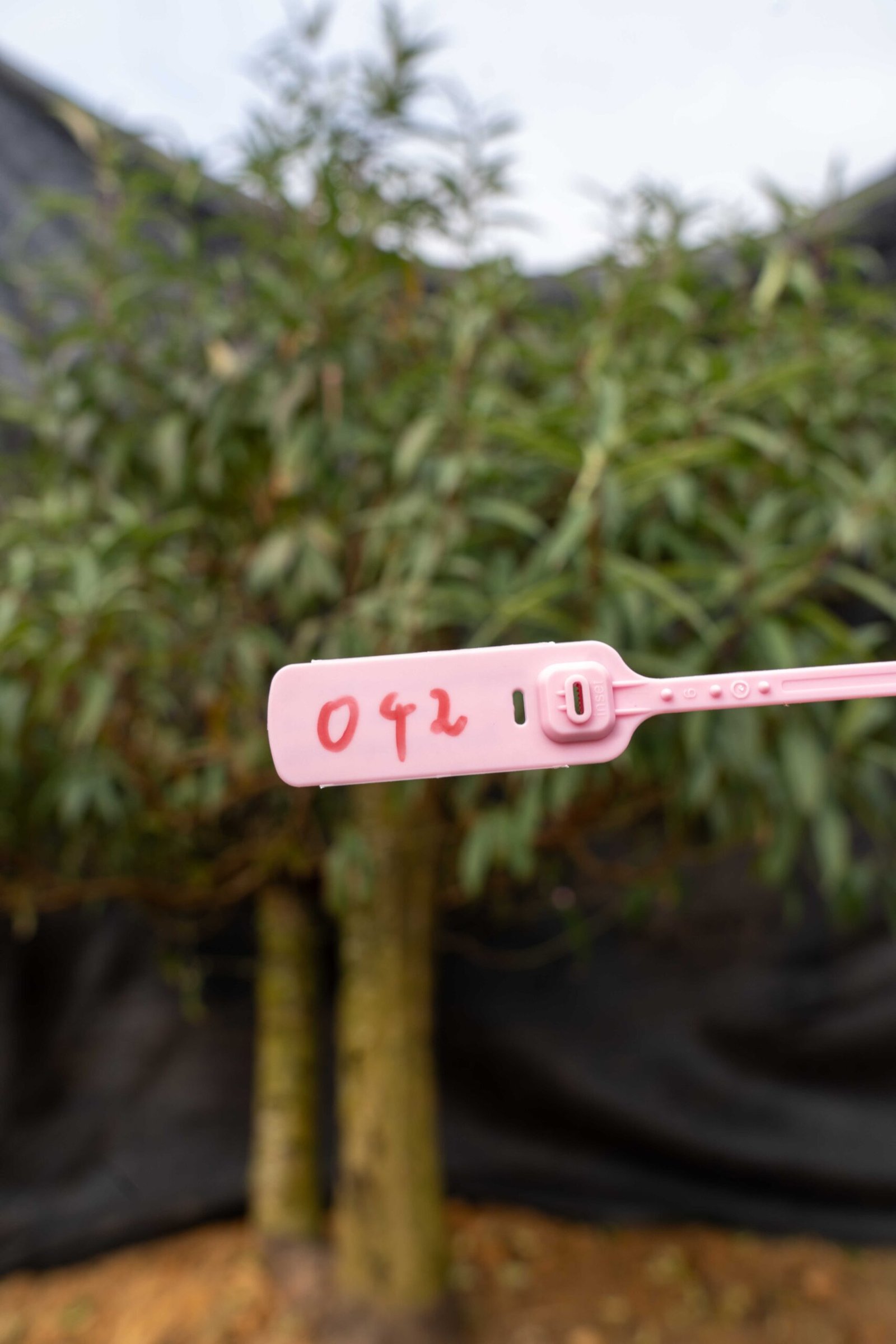 Đào tết Mộc Châu mã số 42 - Image 2