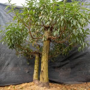 Đào tết Mộc Châu mã số 42