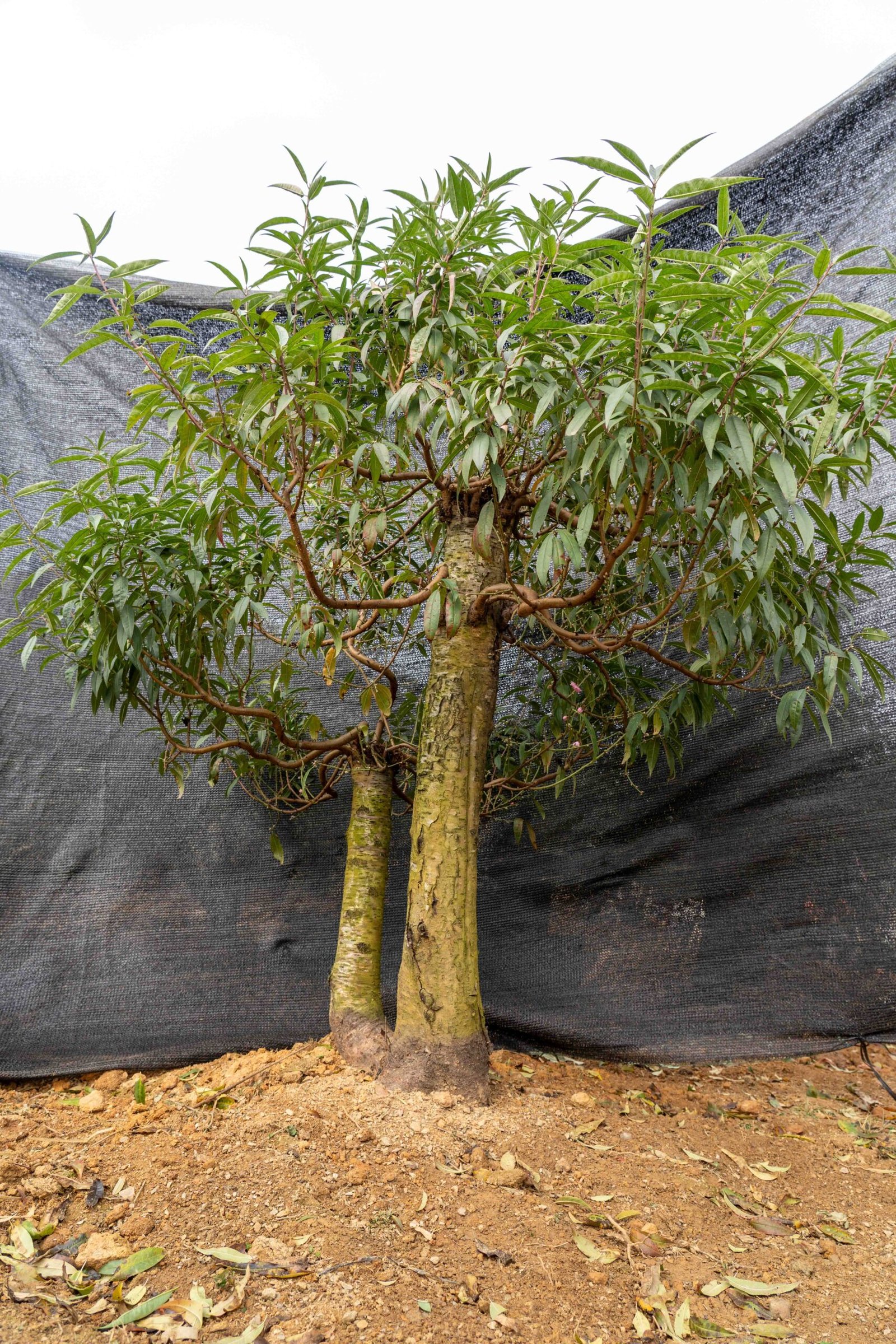 Đào tết Mộc Châu mã số 42