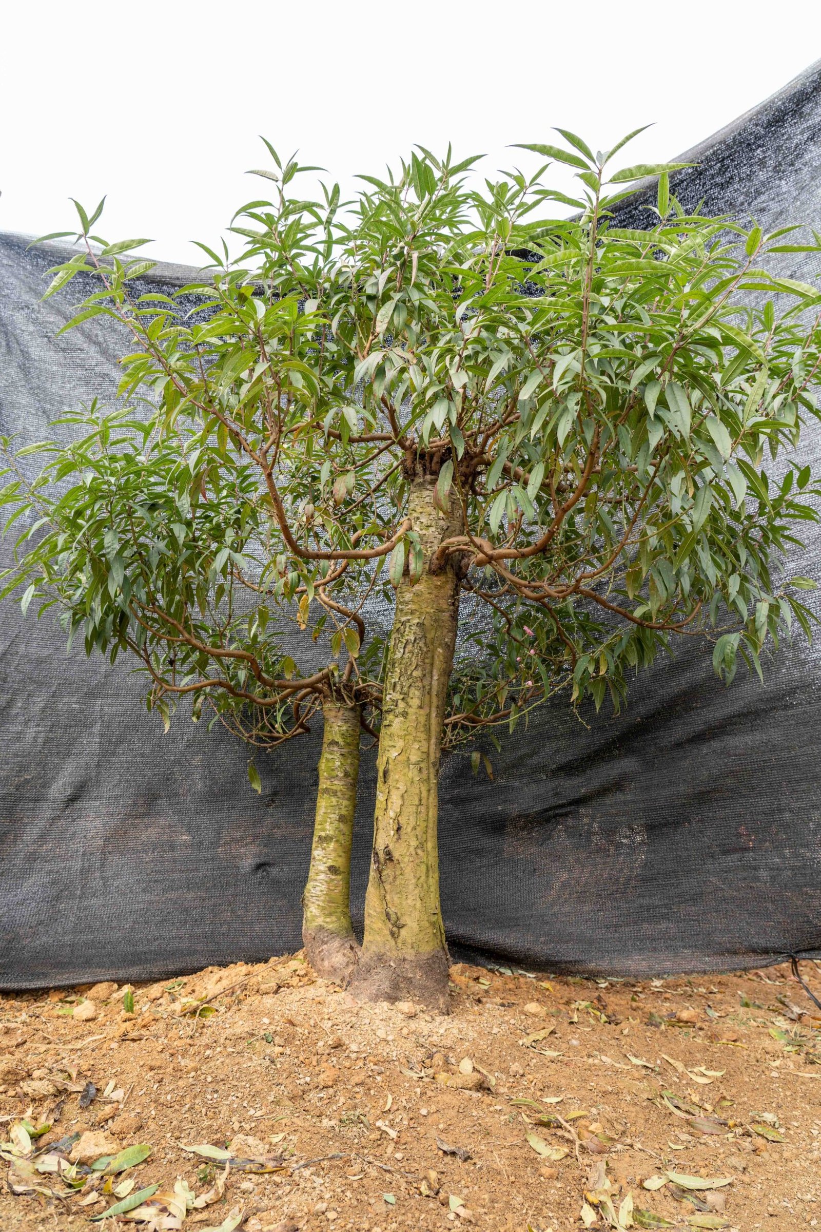 Đào tết Mộc Châu mã số 42 - Image 5