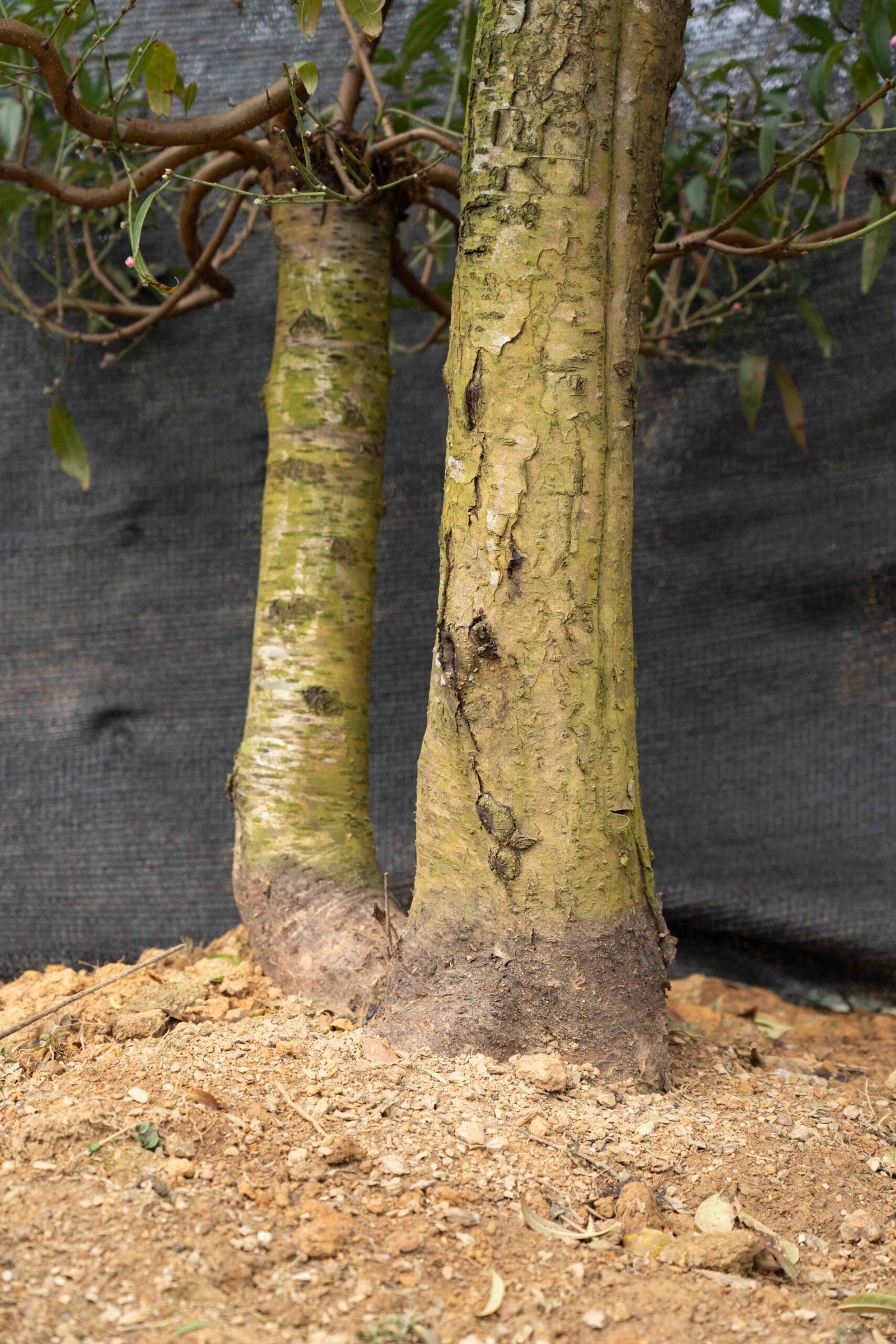 Đào tết Mộc Châu mã số 42 - Image 6