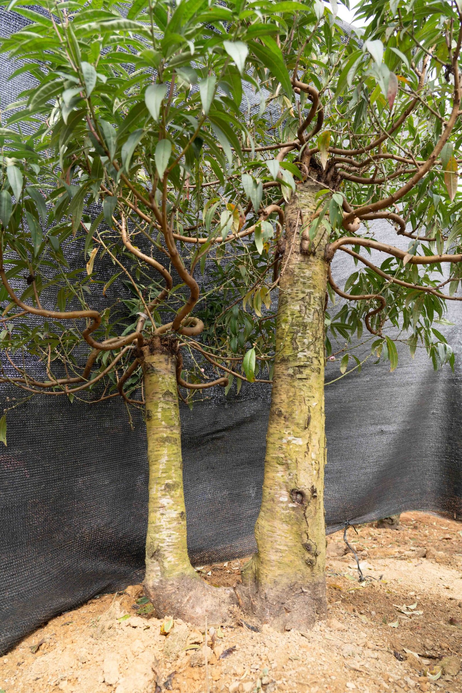 Đào tết Mộc Châu mã số 42 - Image 9