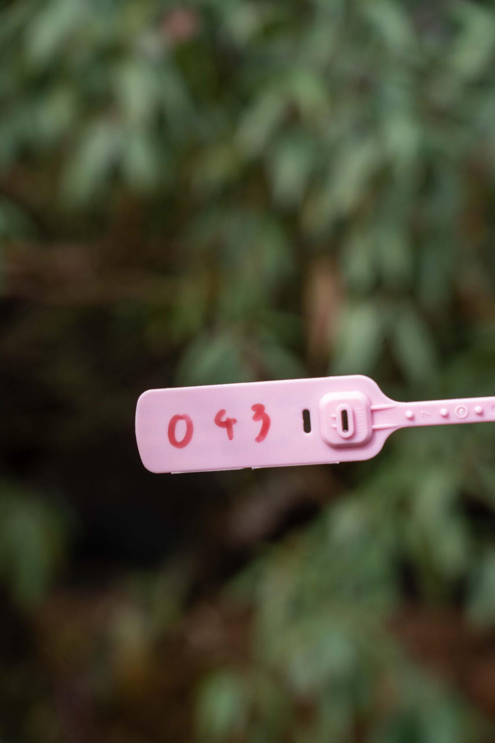 Đào tết Mộc Châu mã số 43 - Image 4