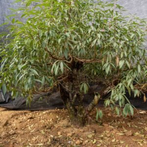 Đào tết Mộc Châu mã số 43