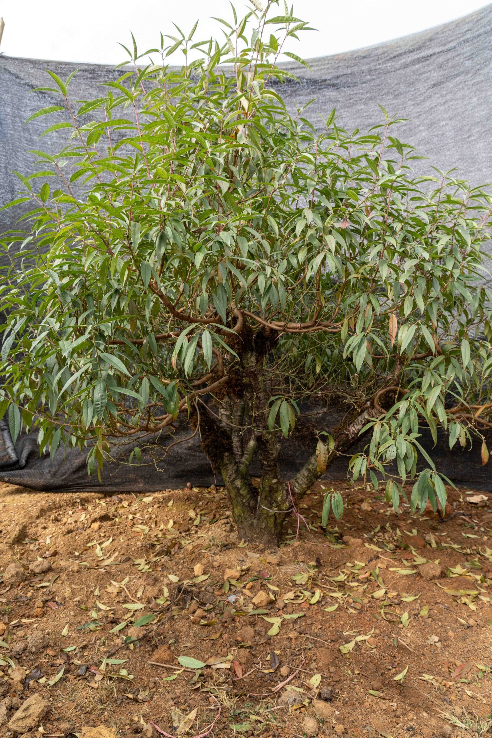 Đào tết Mộc Châu mã số 43