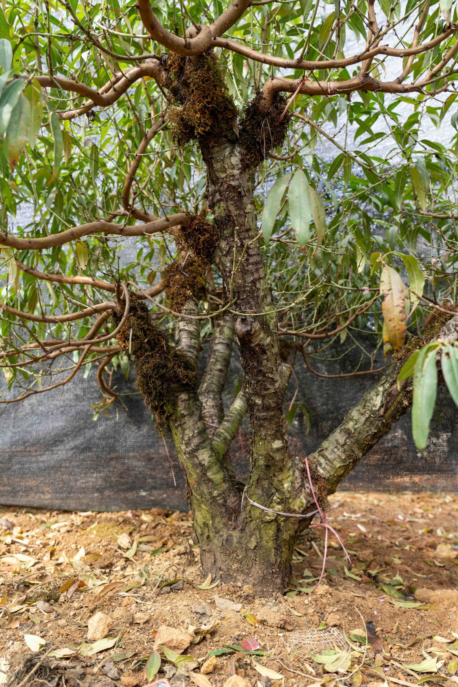 Đào tết Mộc Châu mã số 43 - Image 9