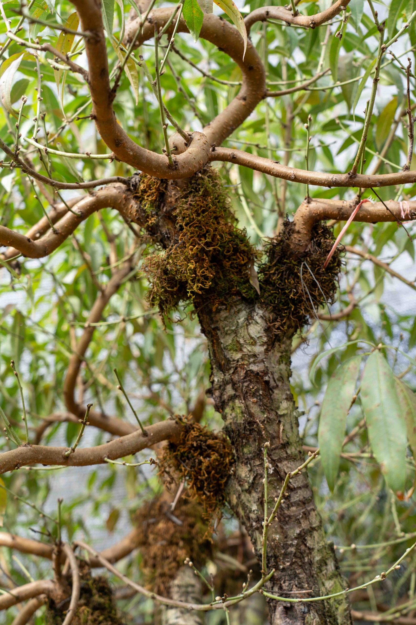 Đào tết Mộc Châu mã số 43 - Image 8