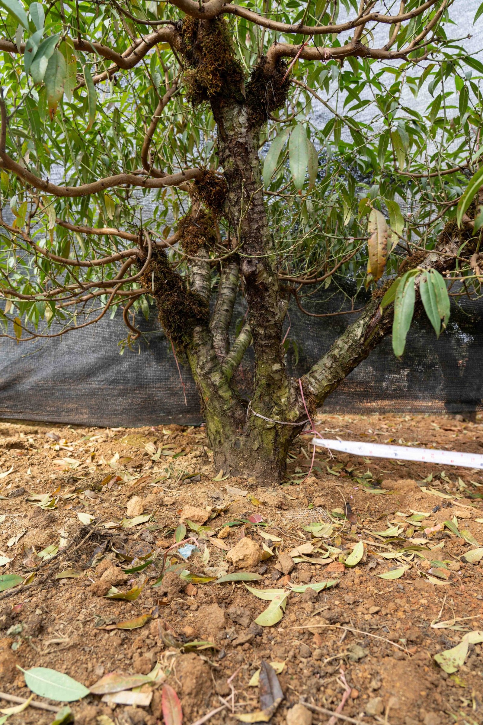 Đào tết Mộc Châu mã số 43 - Image 7