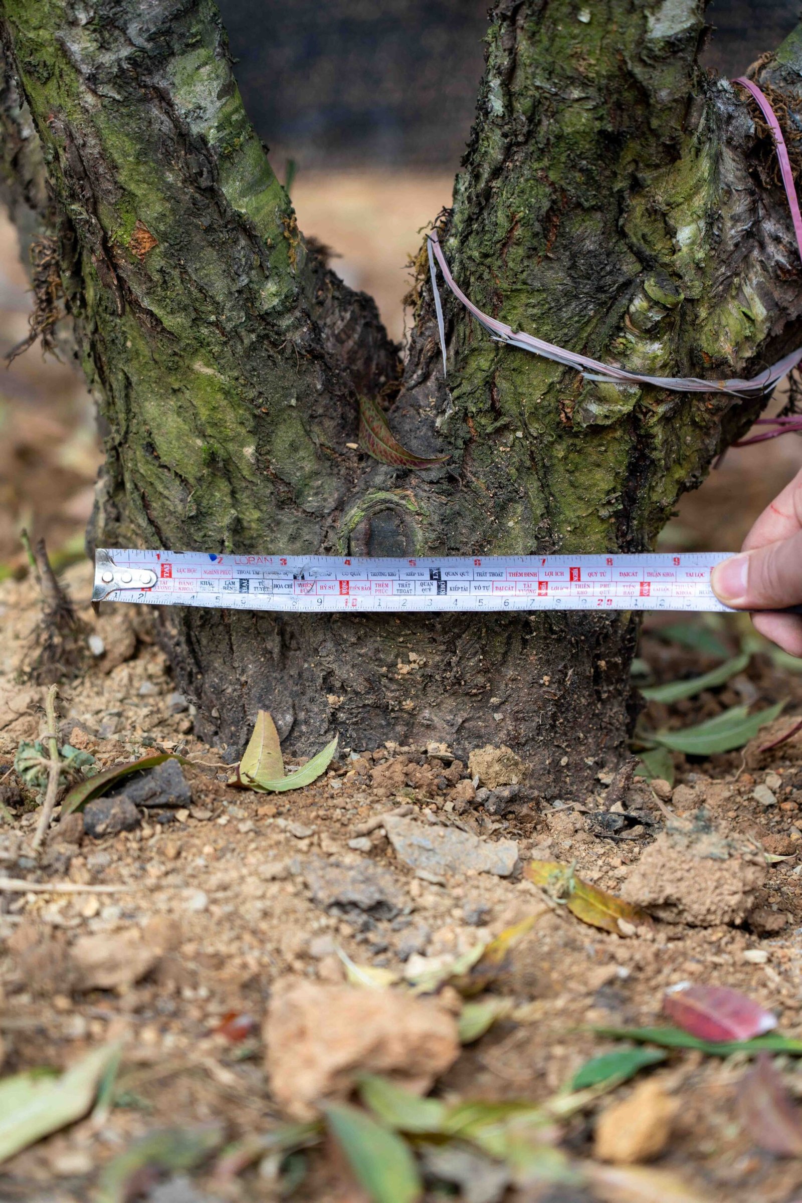 Đào tết Mộc Châu mã số 43 - Image 6