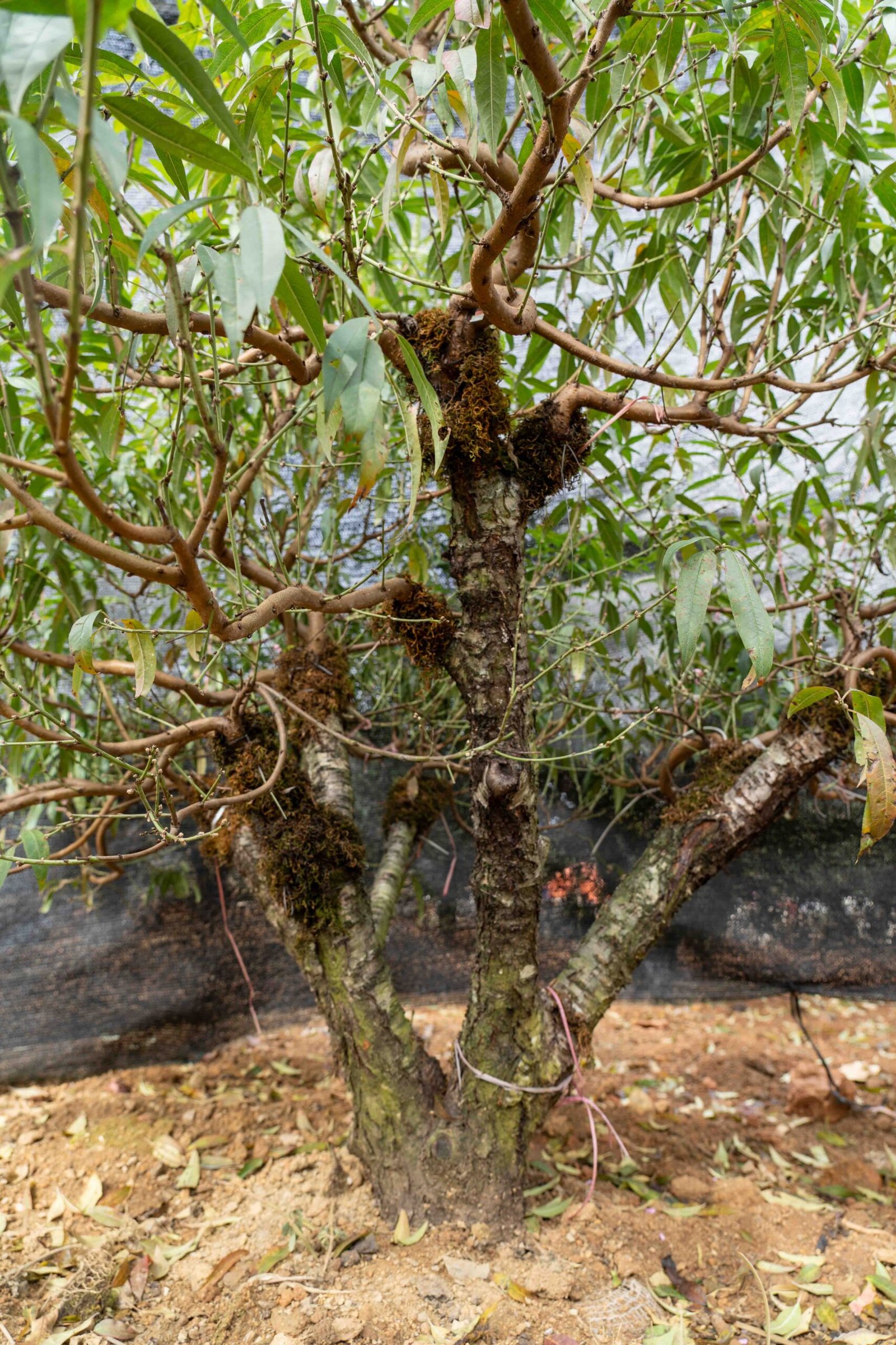 Đào tết Mộc Châu mã số 43 - Image 5