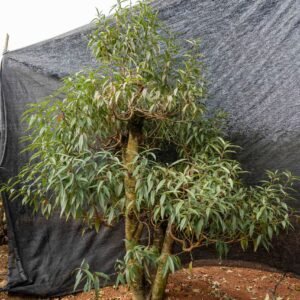 Đào tết Mộc Châu mã số 44