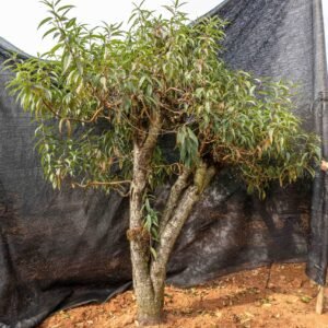 Đào tết Mộc Châu mã số 45