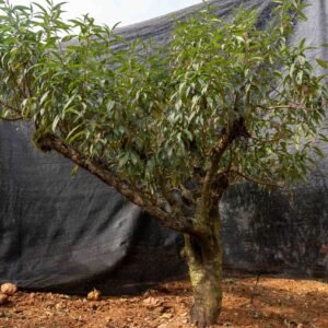 Đào tết Mộc Châu mã số 46