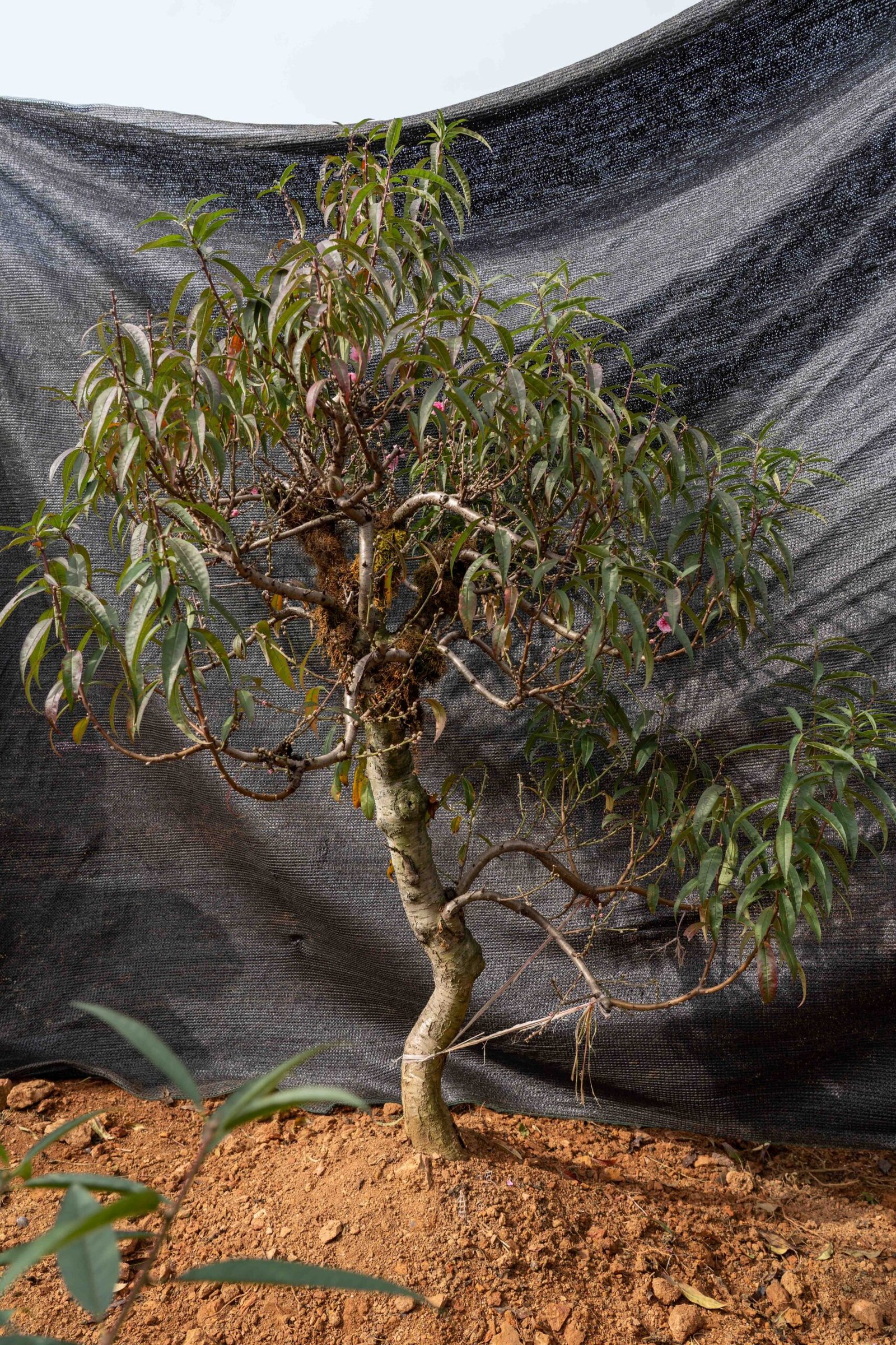 Đào tết Mộc Châu mã số 47 - Image 3