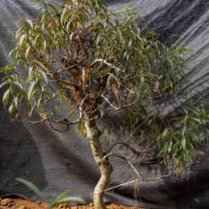 Đào tết Mộc Châu mã số 47