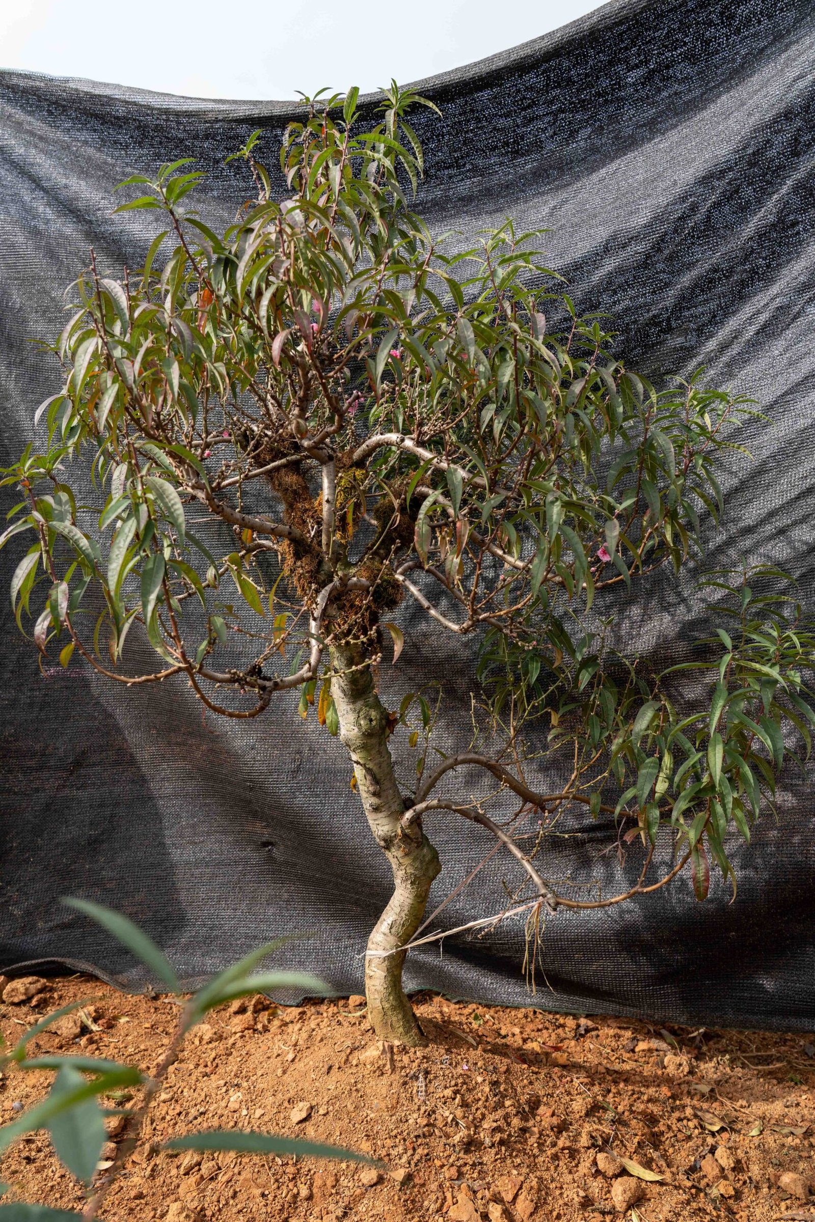 Đào tết Mộc Châu mã số 47