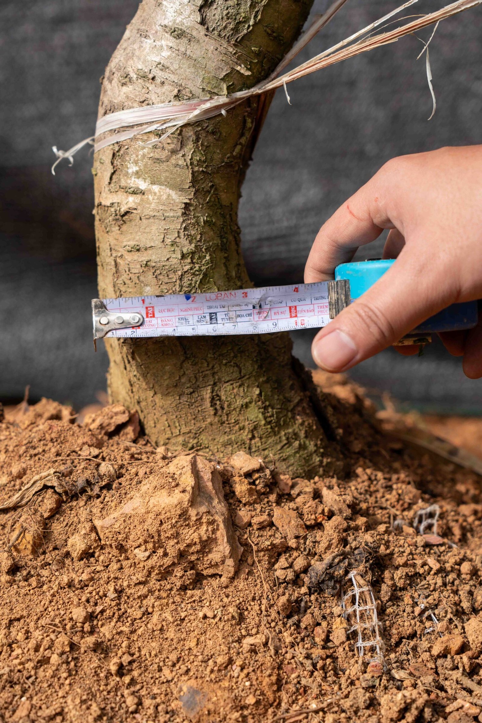 Đào tết Mộc Châu mã số 47 - Image 6